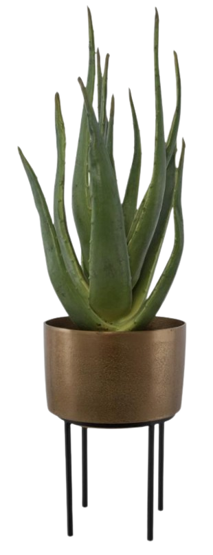 Plants